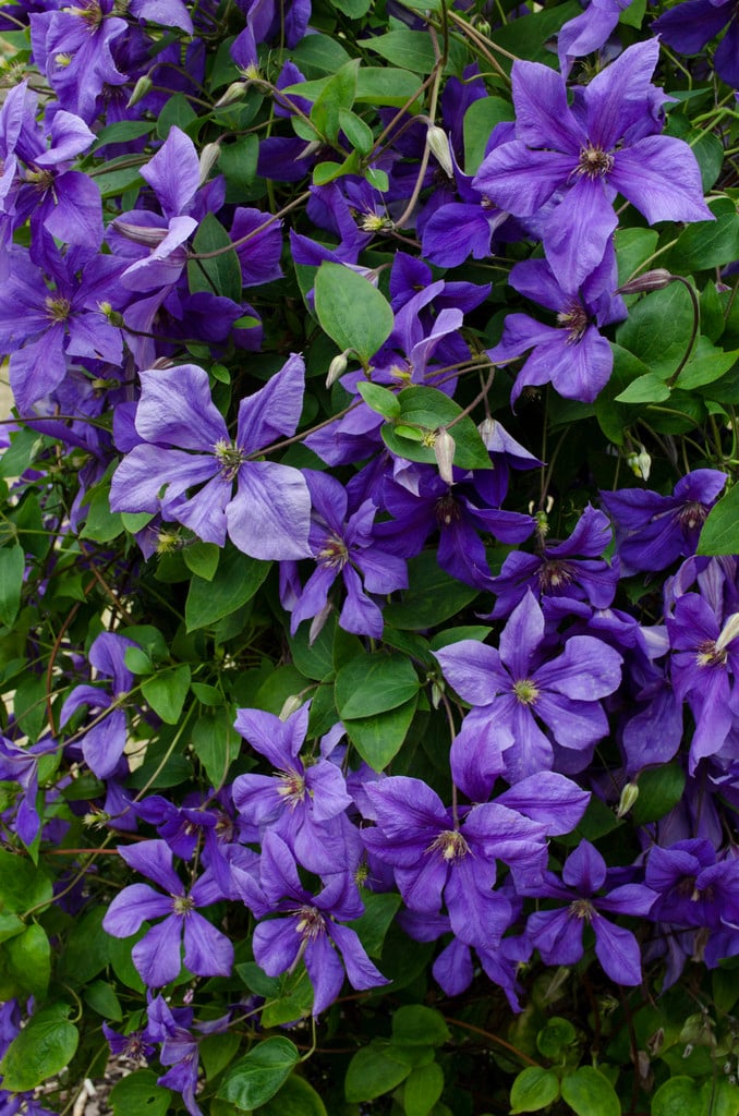 clematis 'Semu'
