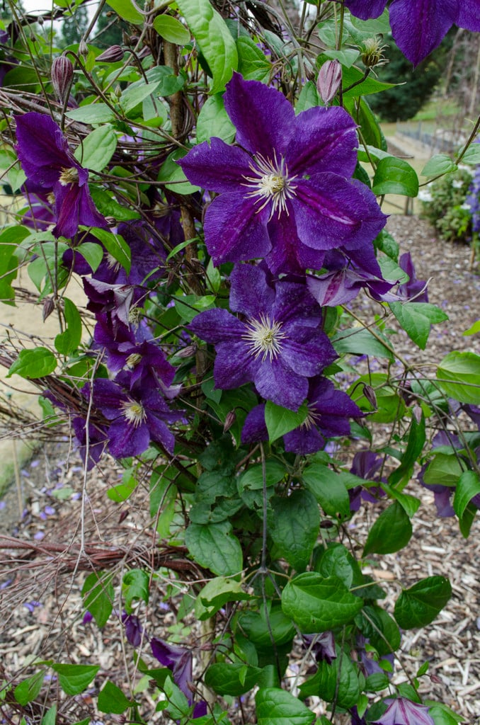 clematis 'Star of India'