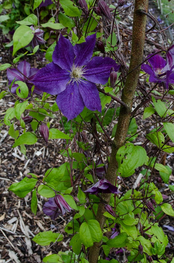 clematis 'Star of India'