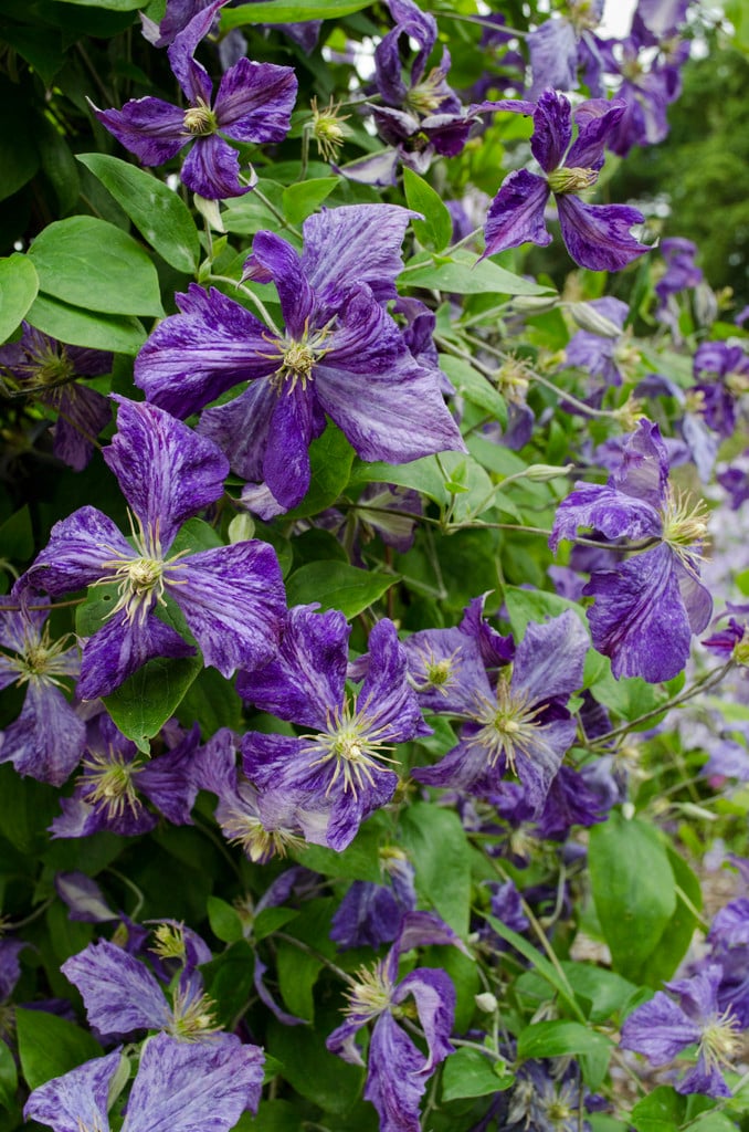 clematis 'Tie Dye'