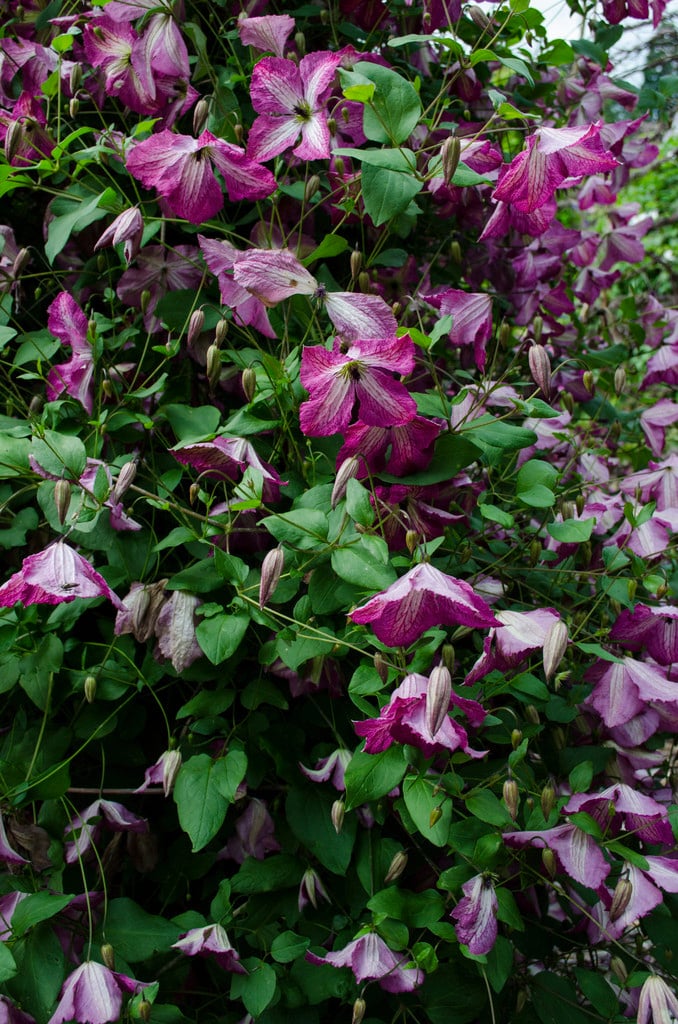 Clematis I am Happy (&Zoiamha&) (Vt) | clematis [I am Happy] Climber ...