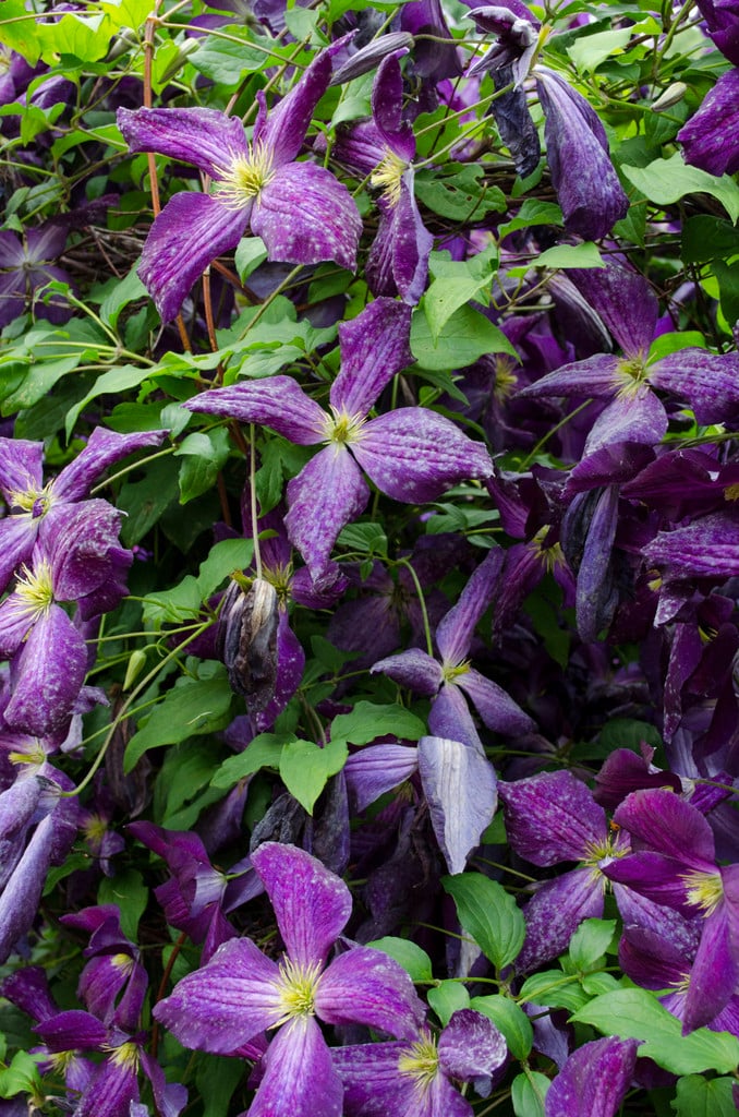 clematis [Jackmanii Purpurea]