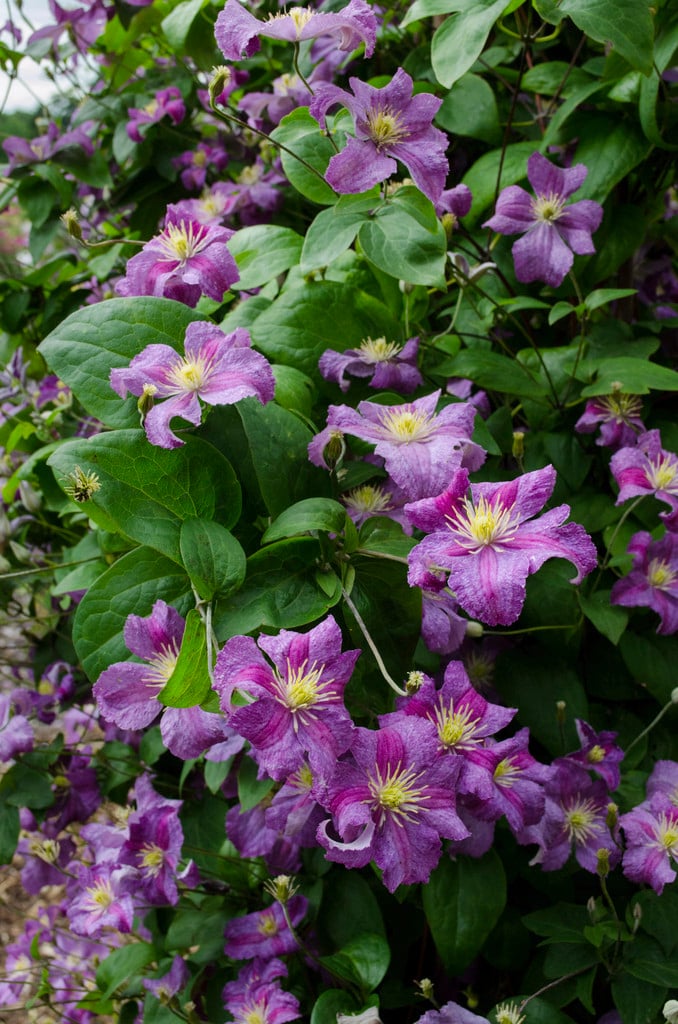 clematis [Jolly Good]
