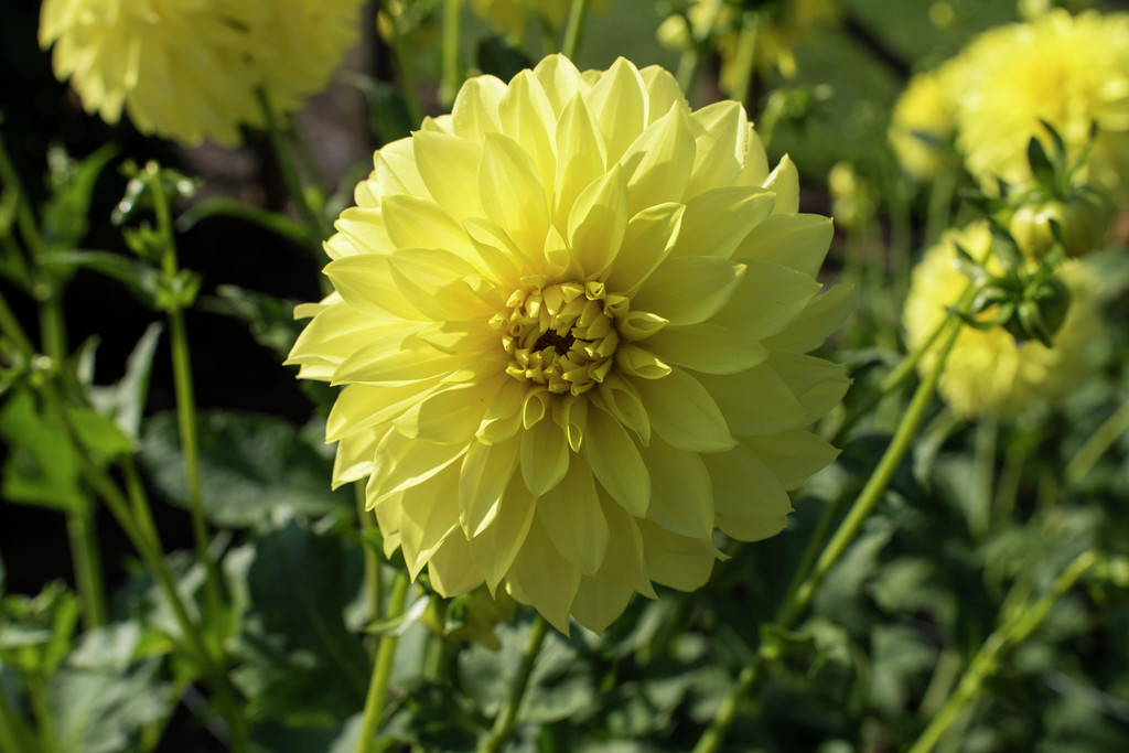 dahlia 'AC Golden Nickles'