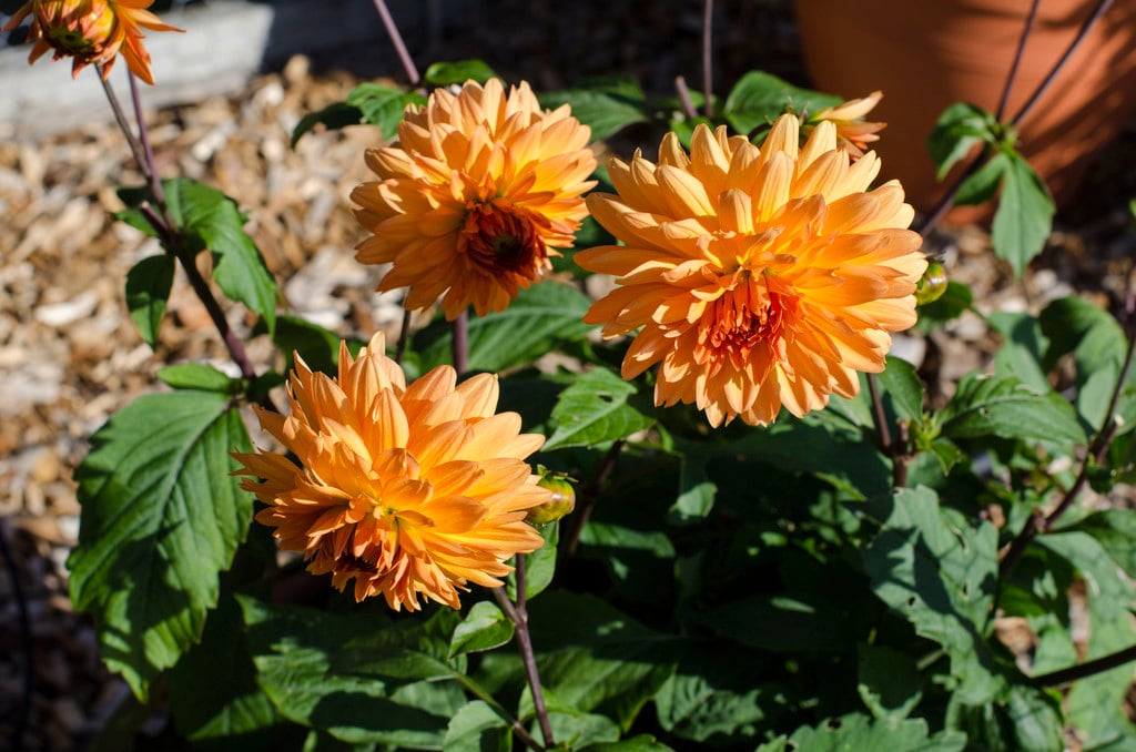 dahlia 'Baja'