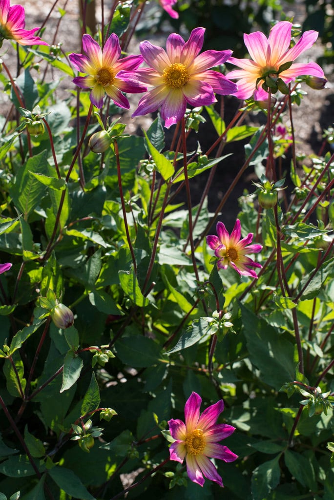 dahlia 'Bright Eyes'