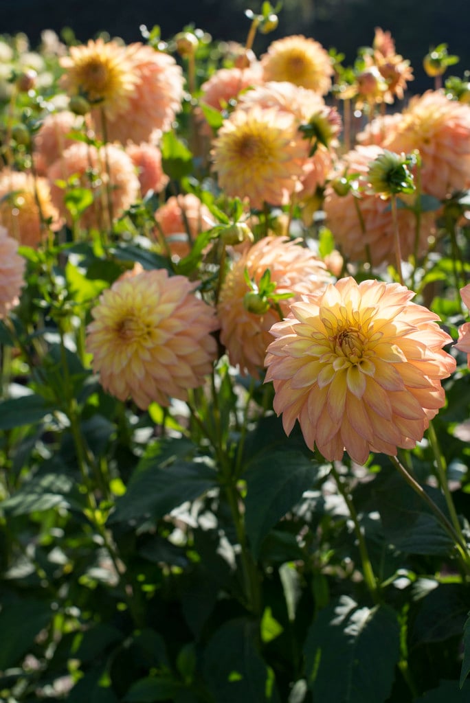 dahlia 'Camano Pet'