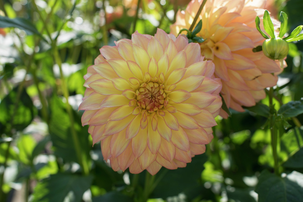 Dahlia &Camano Pet& (DblO) | dahlia &Camano Pet& Bedding/RHS Gardening