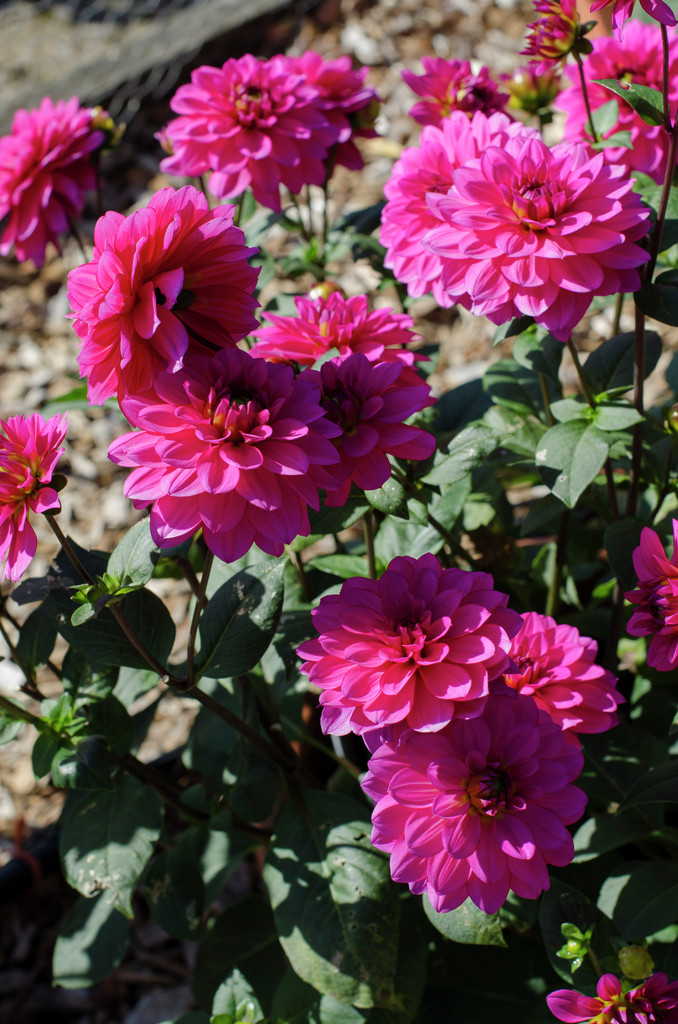 dahlia 'Chiapas'