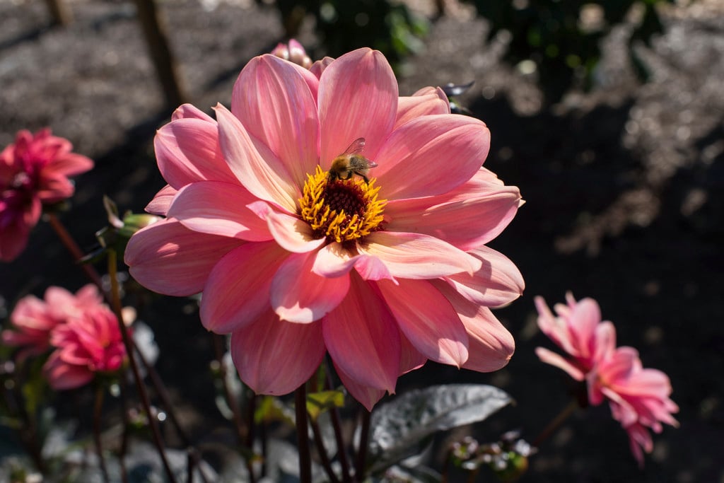 dahlia 'Classic Poème'