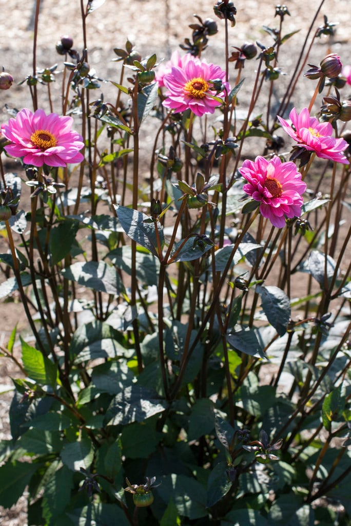 dahlia 'Classic Rosamunde'