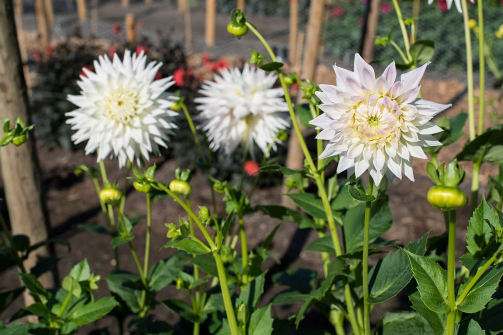dahlia 'Clearview Edie'