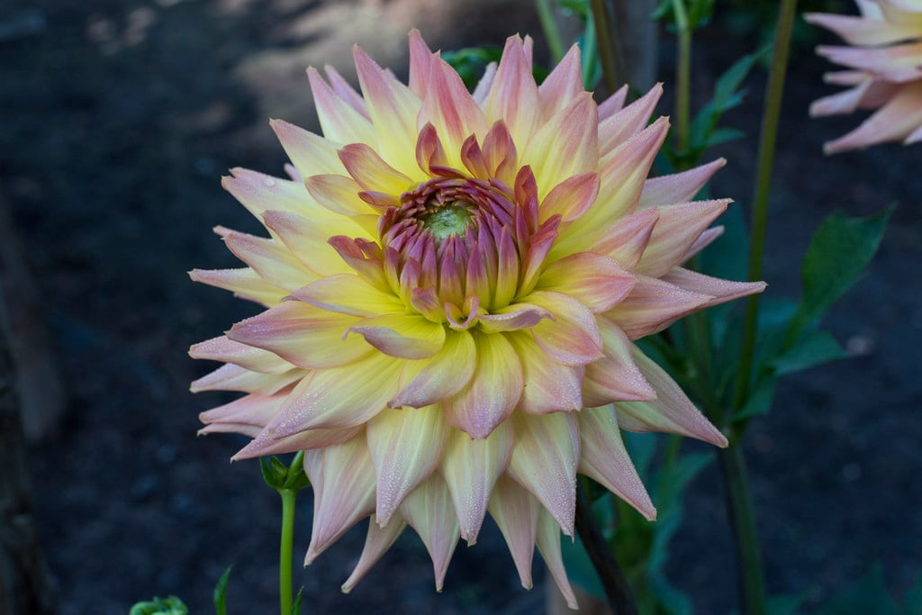 dahlia 'Clearview Louise'