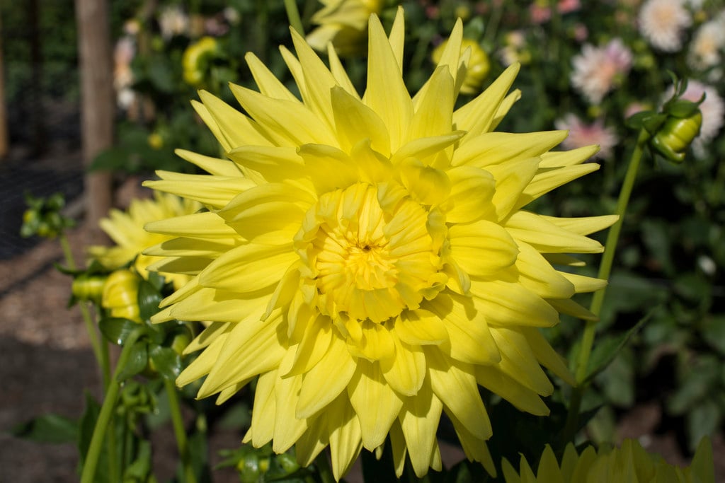 dahlia 'Clearview Sundance'