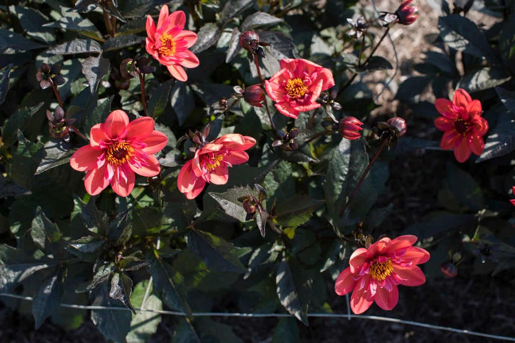dahlia 'Dream Seeker'