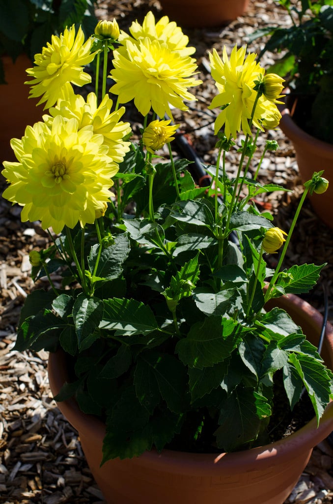 dahlia 'Durango'