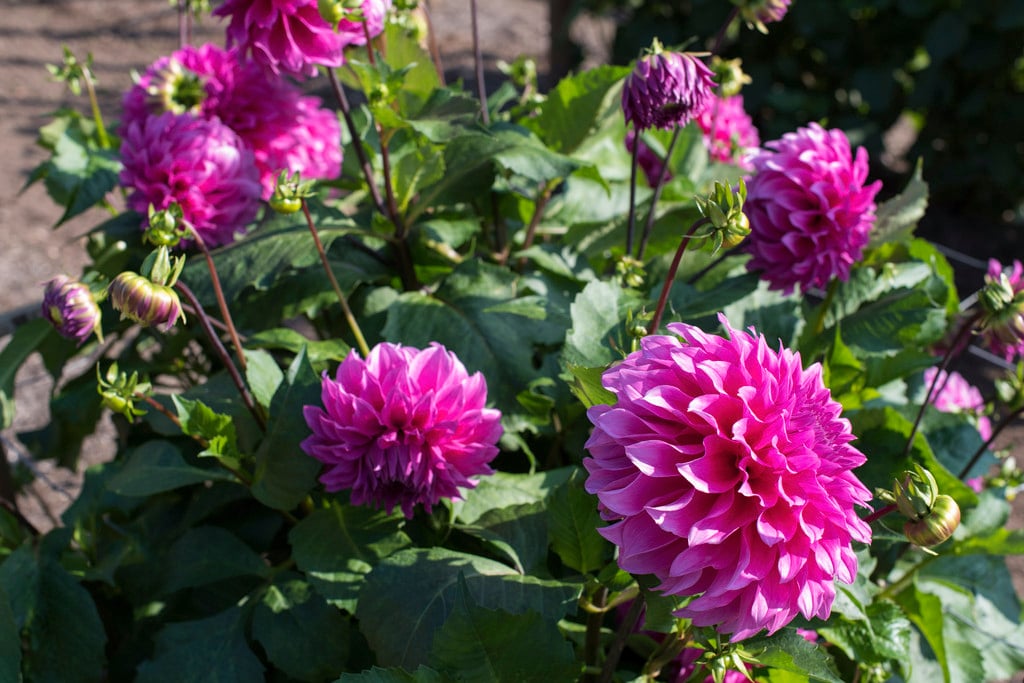 dahlia 'Elma E'