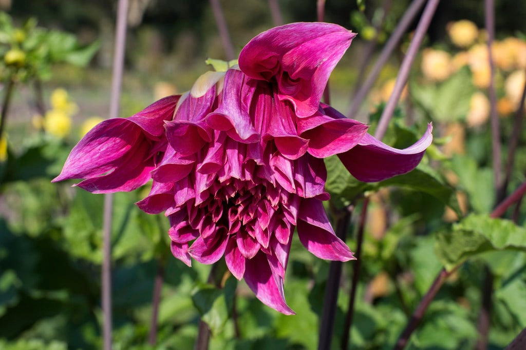 dahlia 'Emory Paul'