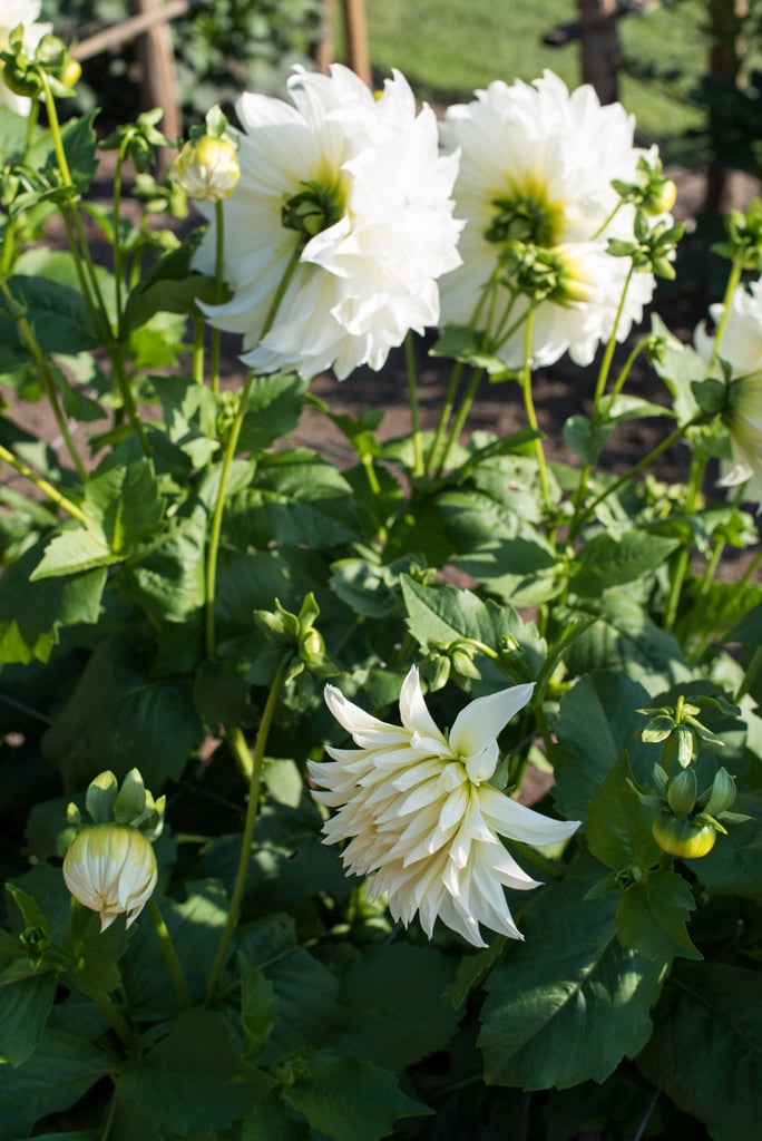 dahlia 'Fleurel'