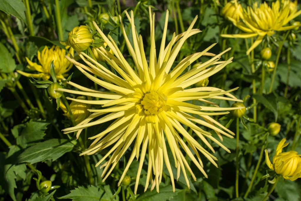 dahlia 'Gryson's Yellow Spider'