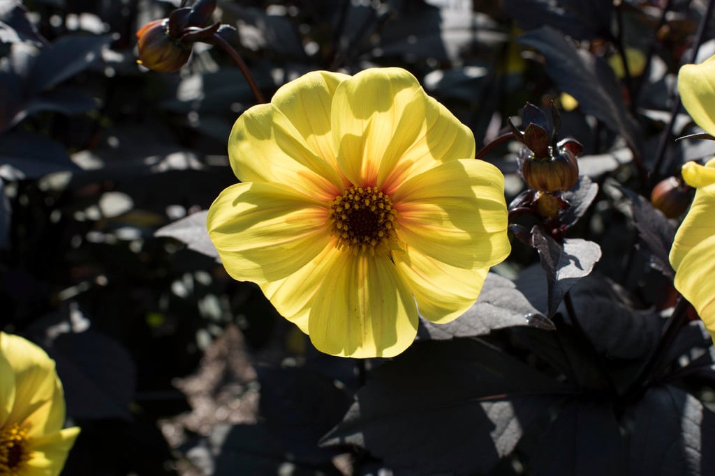 dahlia 'Hadrian's Sunlight'