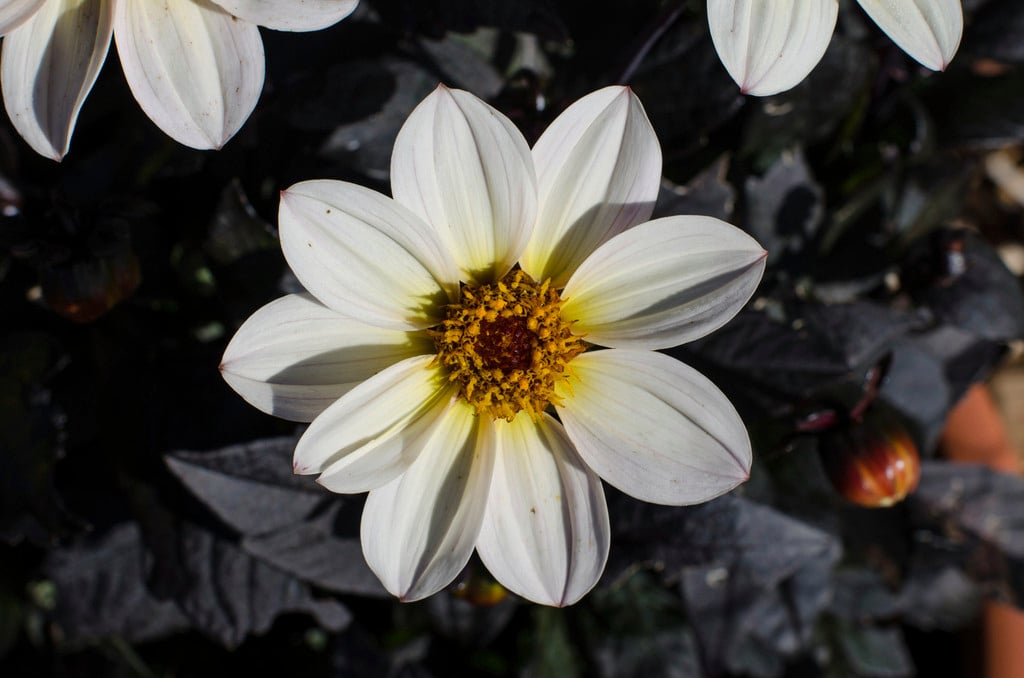 dahlia [Happy Days Cream]
