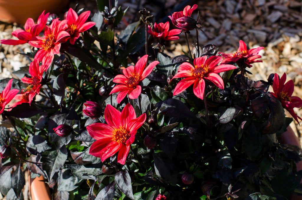 dahlia [Happy Days Red Flame]