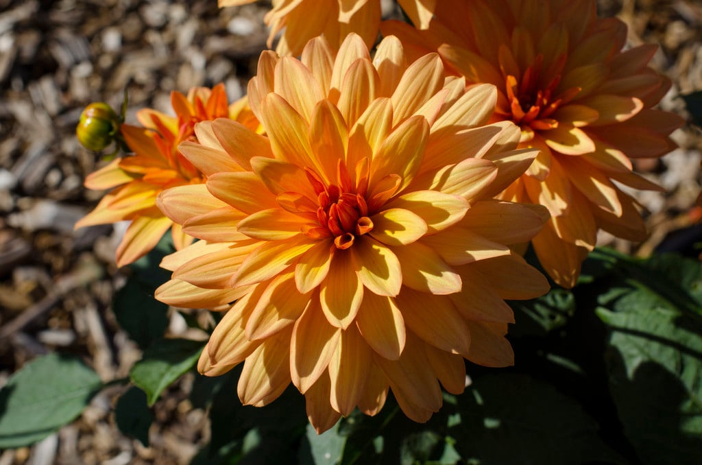 dahlia 'Hidalgo'