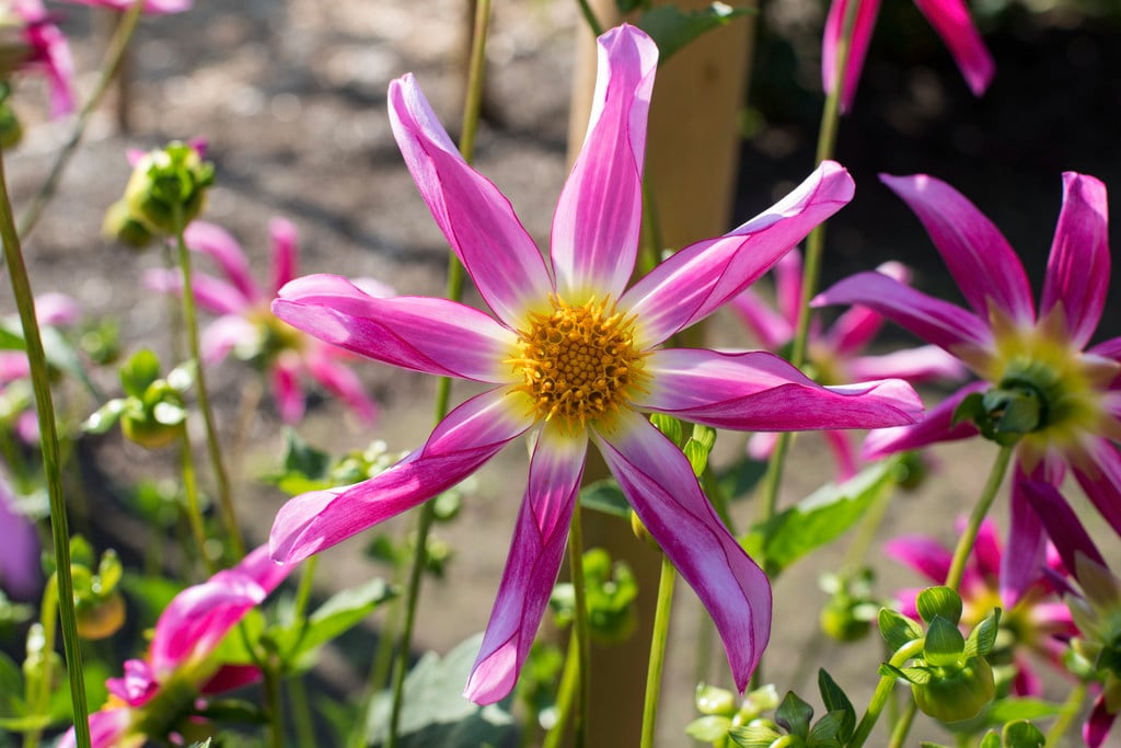 dahlia 'Honka Rose'