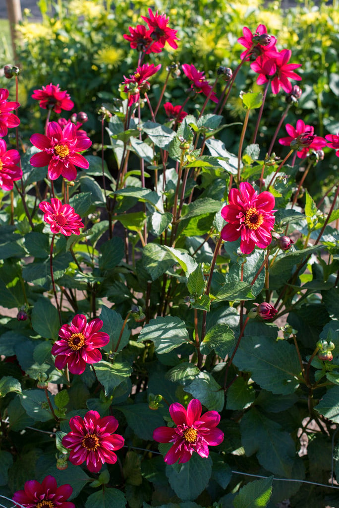 dahlia 'Hootenanny - Swan Island'