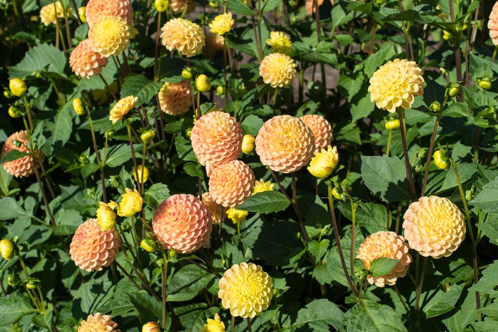 dahlia 'Jodie Wilkinson'