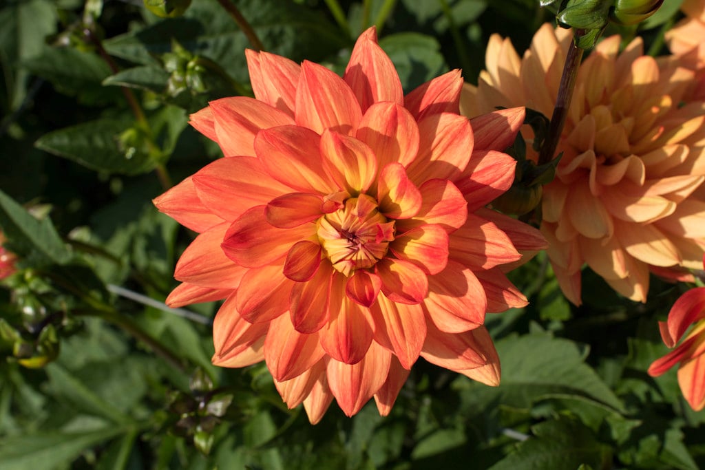dahlia 'Karma Fiesta'