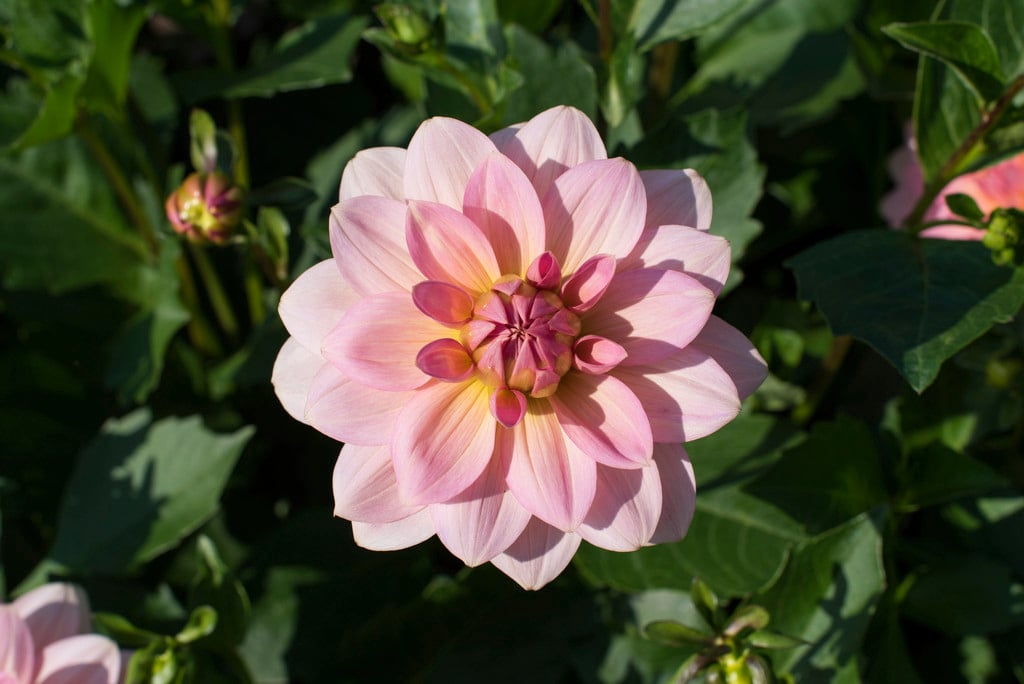 dahlia 'Maldiva'