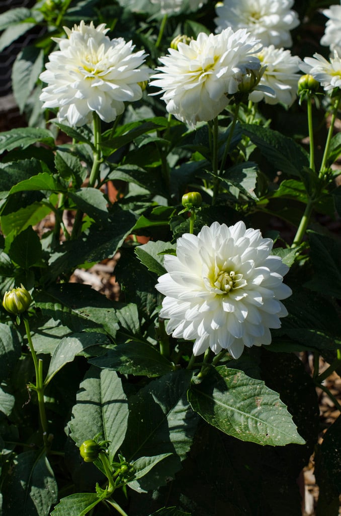 dahlia 'Mayo'