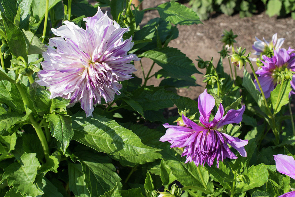 dahlia 'Mom's Special'