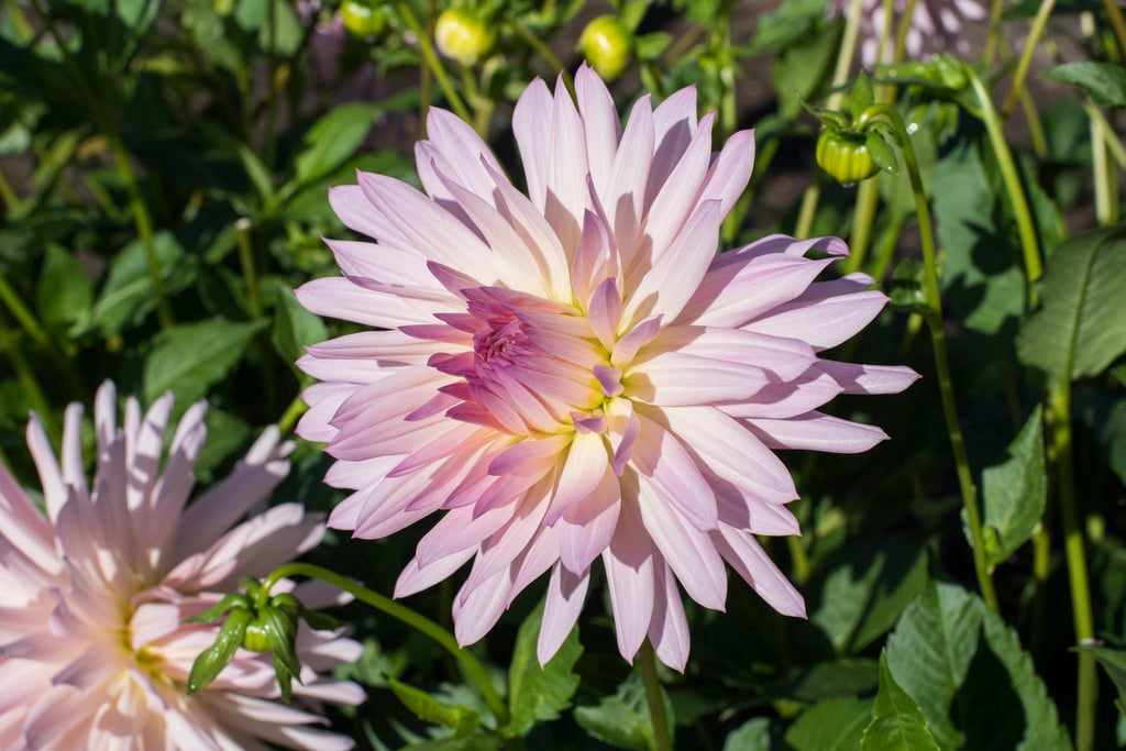 dahlia 'Oakwood Bridesmaid'