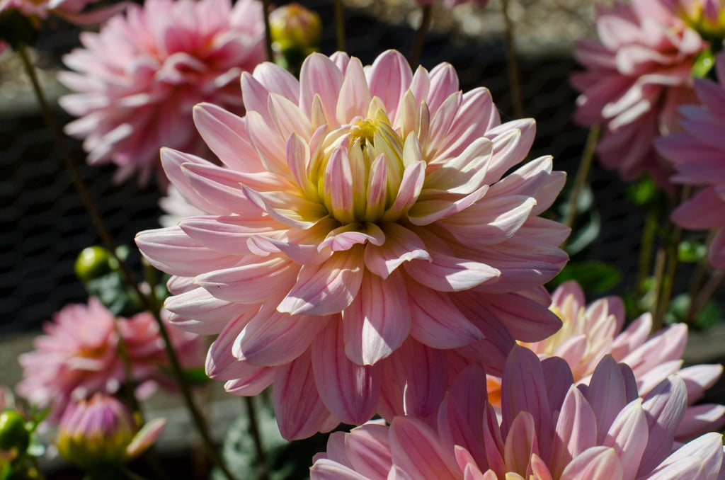 dahlia 'Pink Magic'
