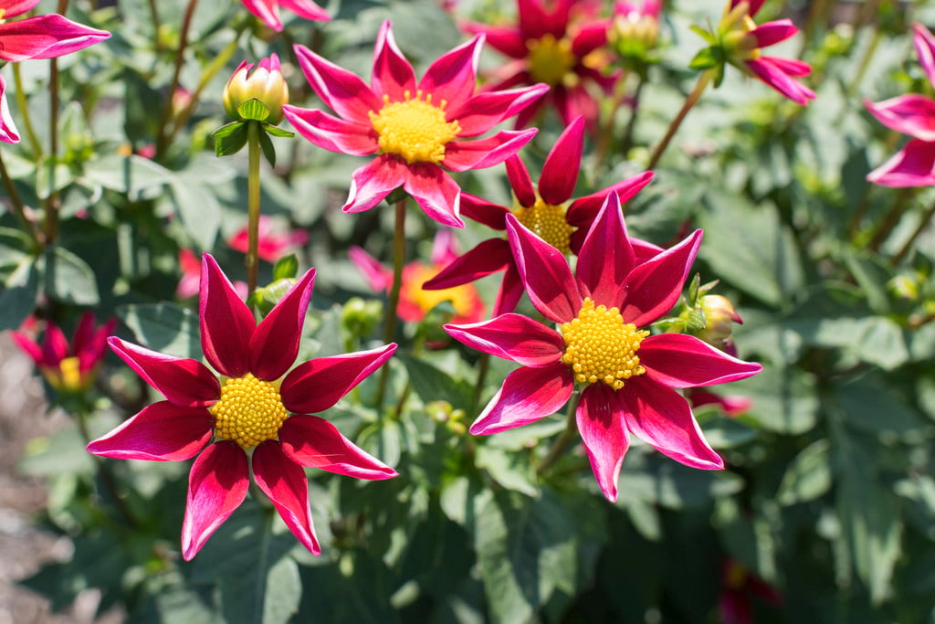 dahlia 'Starry Eyes - Red'