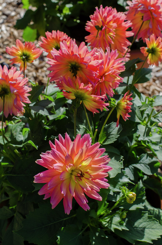 Dahlia &Sunset& (Fim) | dahlia &Sunset& Bedding/RHS Gardening