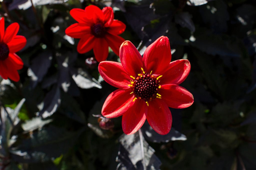 dahlia [Pulp Fiction]