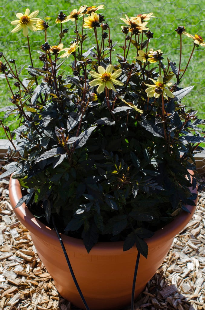 dahlia [Taxi Driver]