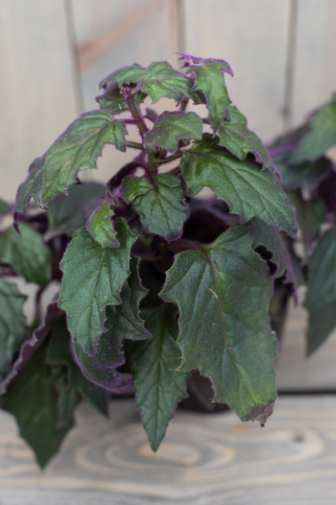 velvet plant 'Purple Passion'