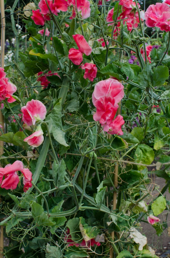 sweet pea 'Candy King'