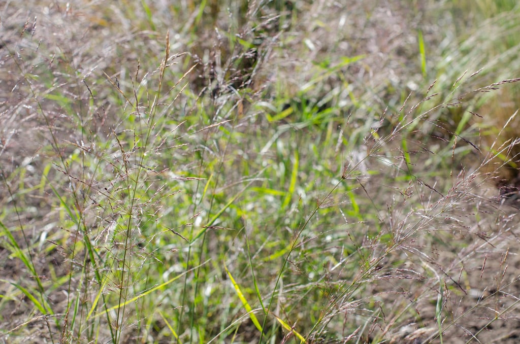 smilo grass