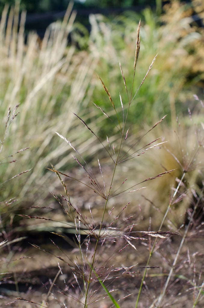 smilo grass