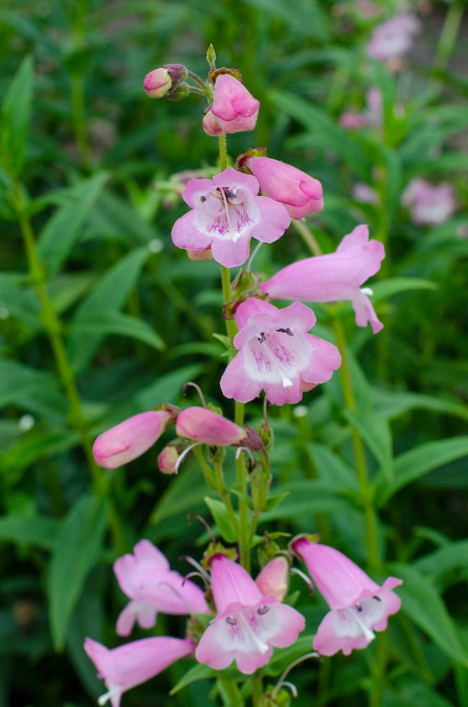 penstemon 'Pensham Freshwater Pearl'