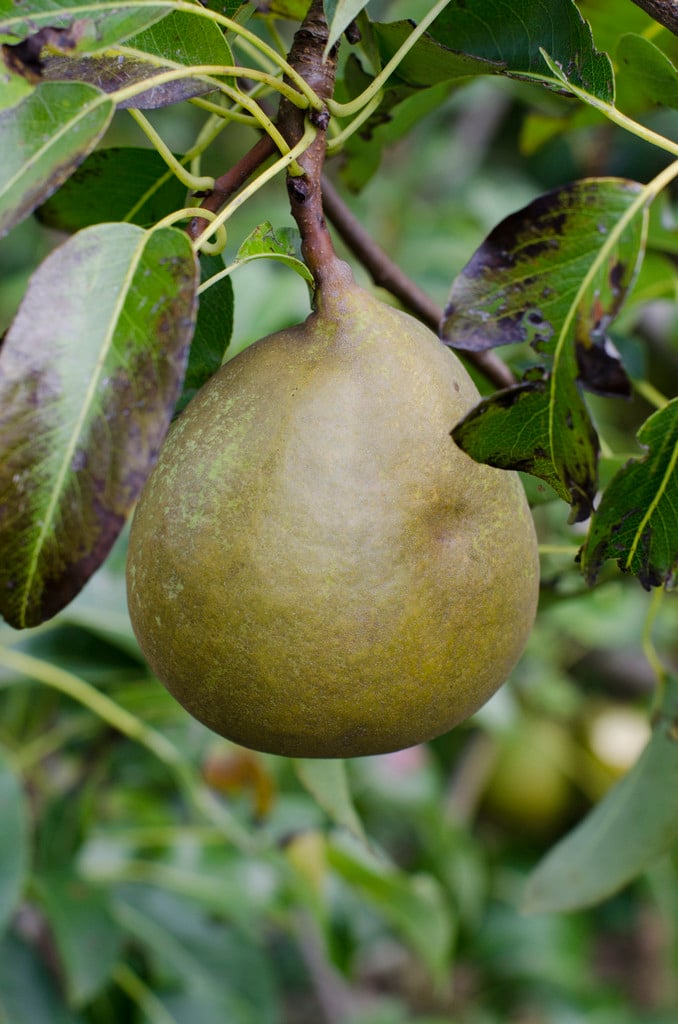 pear 'Fondante d'Automne'
