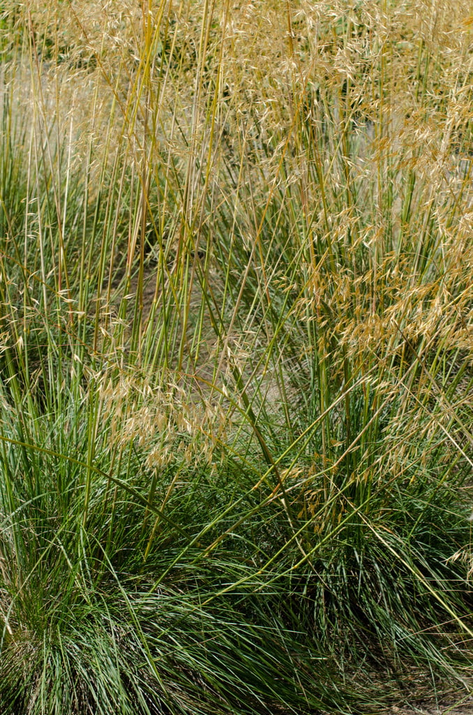 golden oats 'Pixie'