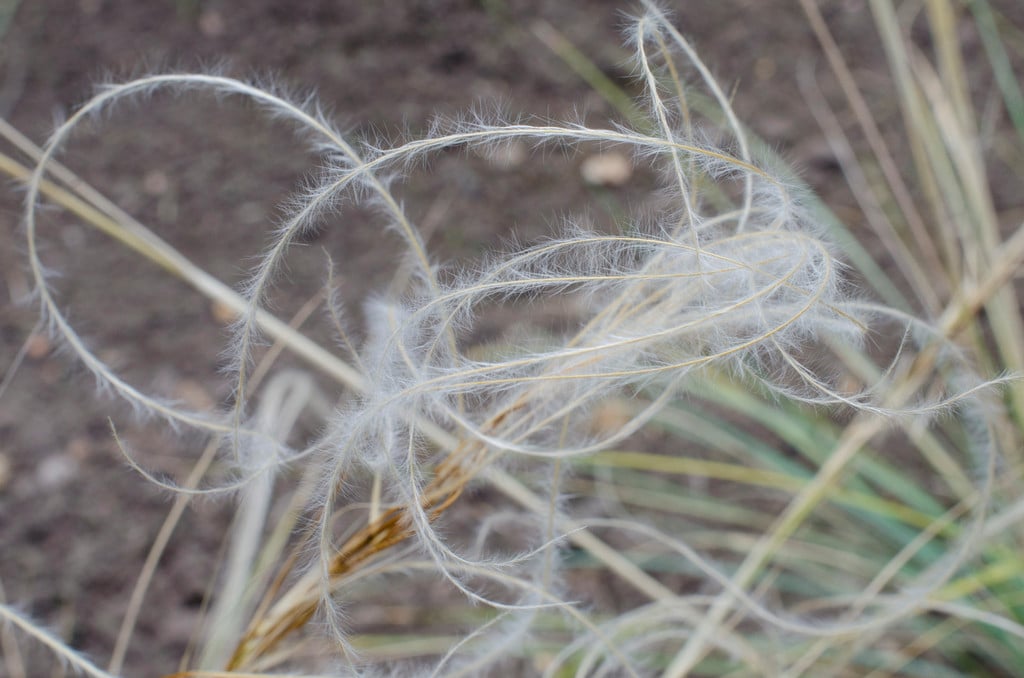 golden feather grass
