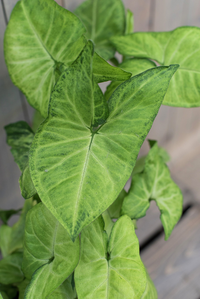 arrowhead vine